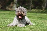 LAGOTTO 053